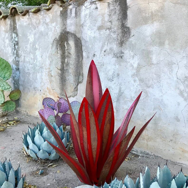 Agave Iron Plant