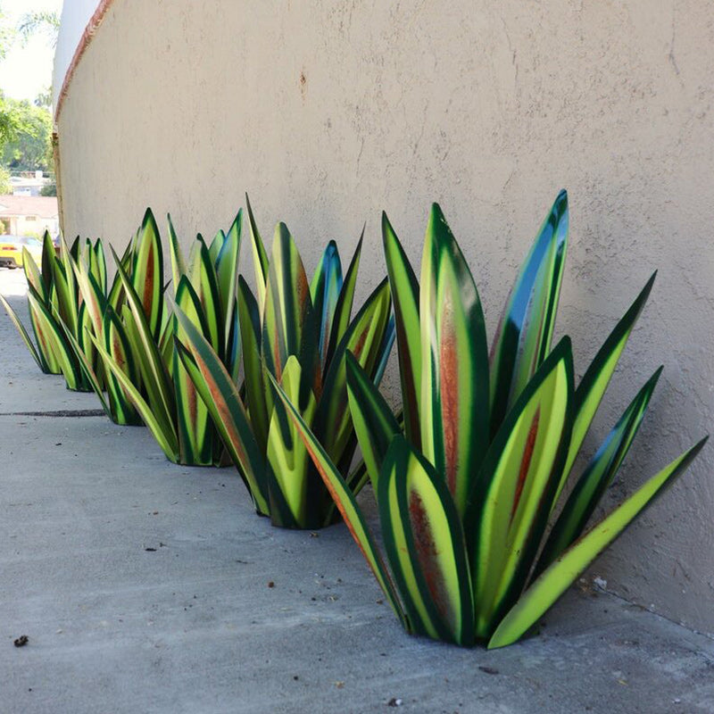 Planta de hierro de agave 